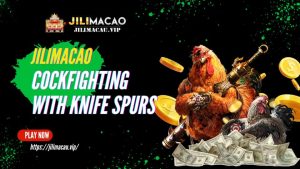 Cockfighting with Knife Spurs 1