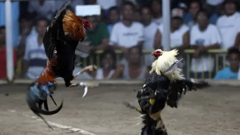 live cockfighting