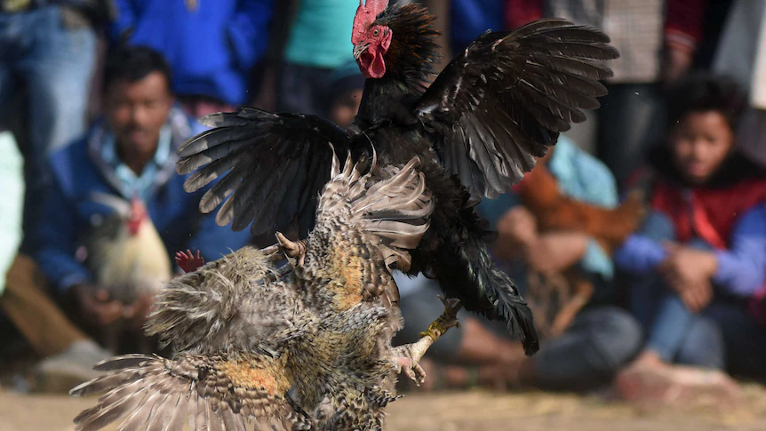 live cockfighting